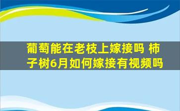 葡萄能在老枝上嫁接吗 柿子树6月如何嫁接有视频吗